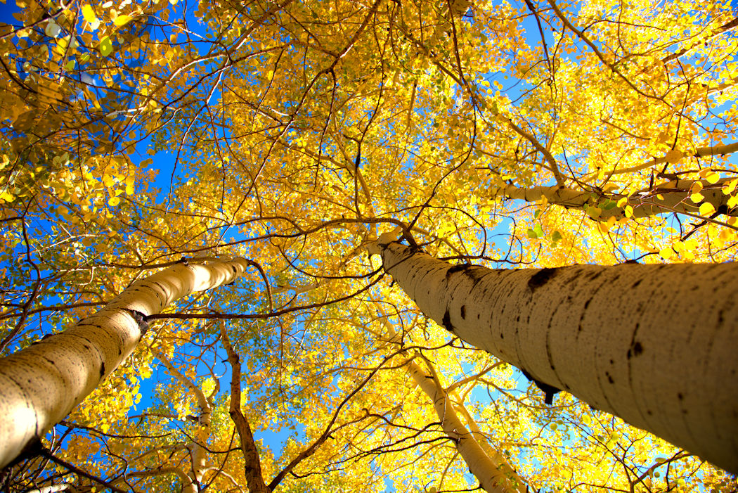 Aspen trees blue sky